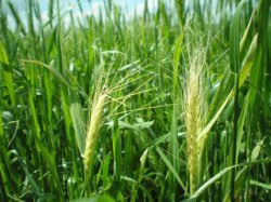 Wheat Field Ripe