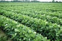 Soybean Field Image